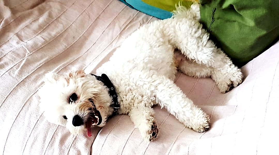 Beykoz Köpek Oteli: Mutlu Dostlar İçin Güvenilir Bir Cennet