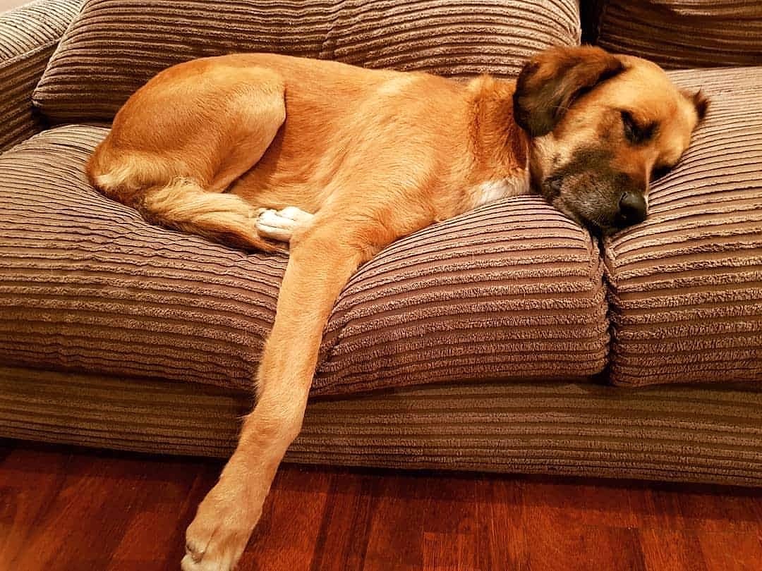 Neşeli Pet Otel | Köpek Oteli | Köpek Pansiyonu | Hakkımızda