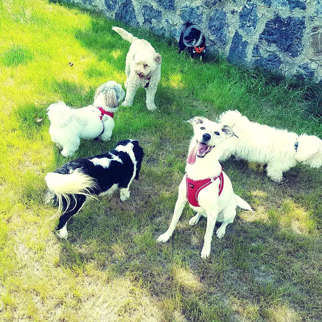 Köpek Oteli Köpek Oteli