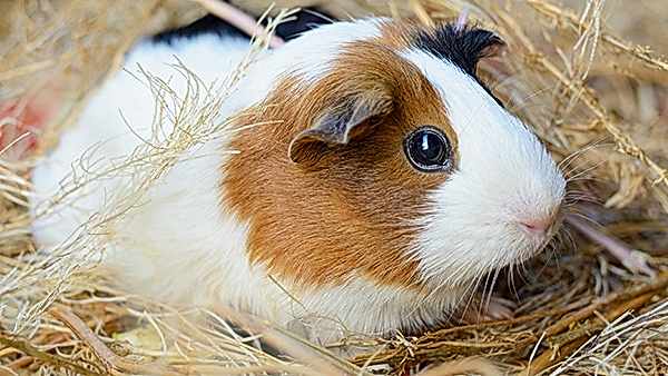 Neşeli Pet Otel Diğer Konaklama