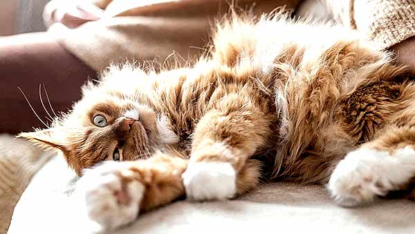 Neşeli Kedi Pansiyonu