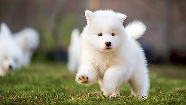 Neşeli Köpek Kreşi