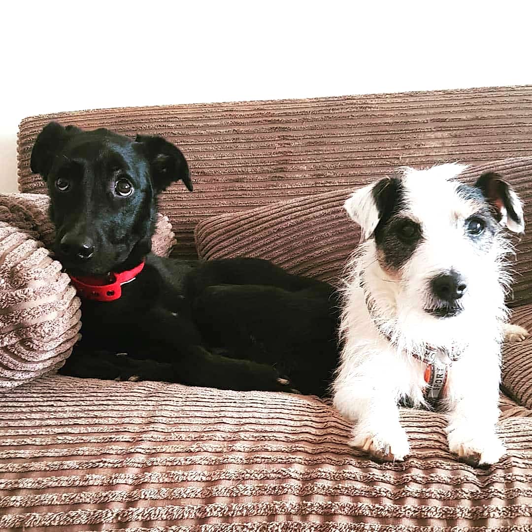 Köpek Kreşi Köpek Kreşi