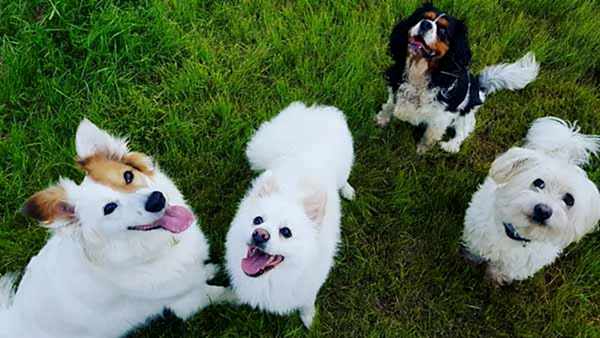 Neşeli Köpek Oteli