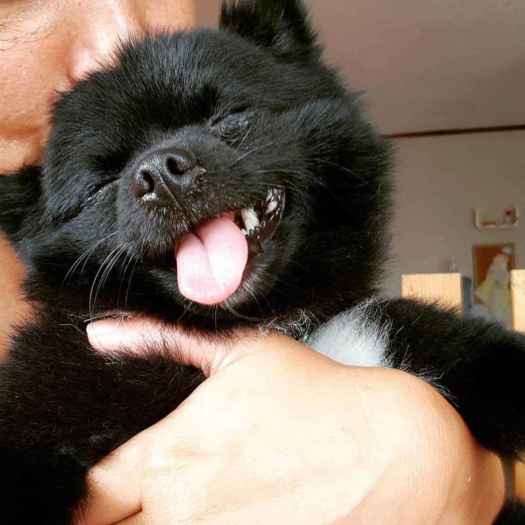 Neşeli Köpek Oteli